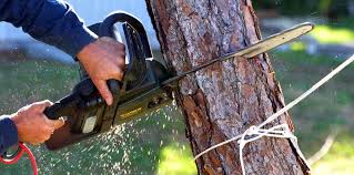 Red Cloud, NE Tree Care Company
