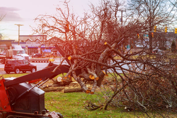 Best Tree Preservation Services  in Red Cloud, NE