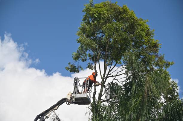 Best Fruit Tree Pruning  in Red Cloud, NE