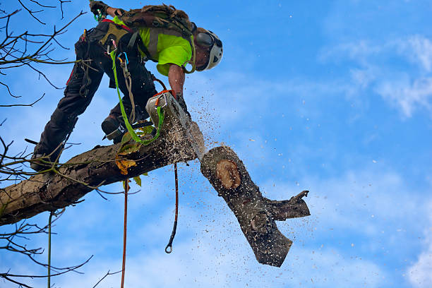 Best Emergency Tree Removal  in Red Cloud, NE